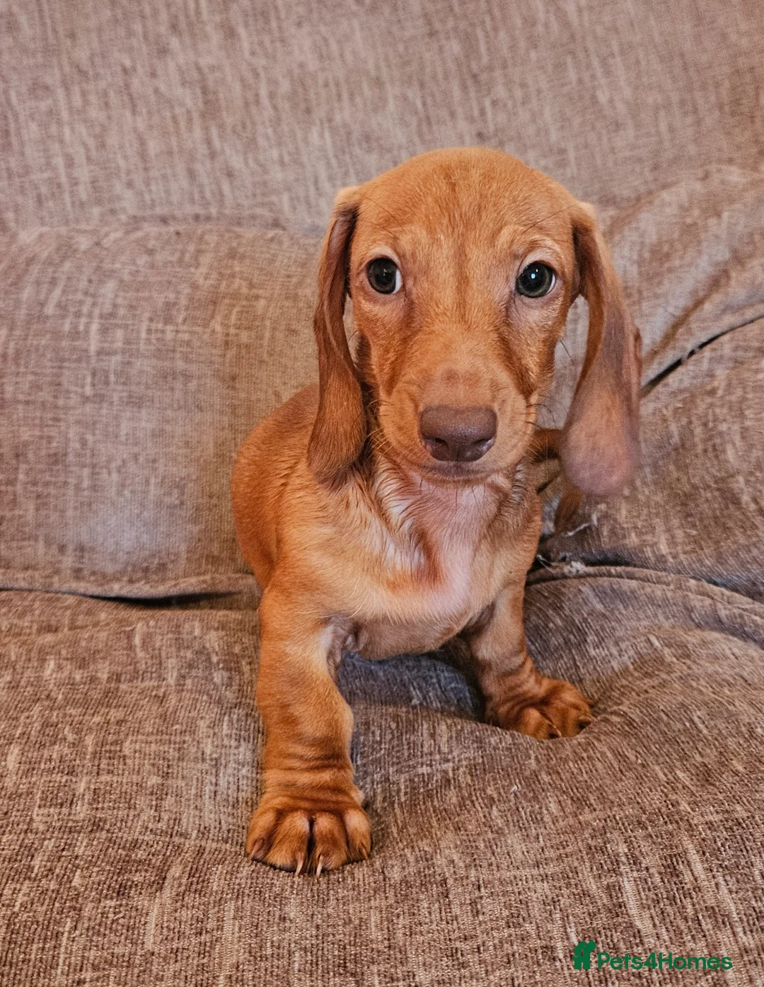 Miniature Dachshund dogs for sale: 2 Beautiful Male Dachshund Puppies  in Broadway - Advert 2