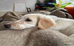 Mixed Breed dogs for adoption: Roo (Spaniel/Setter mix) - Image 15