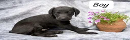 Bedlington Terrier dogs for sale: 3/4 Bedlington 1/4 Whippet - Advert 3