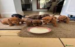 Miniature Dachshund dogs for sale: Miniature Dachshund Puppies  - Image 6