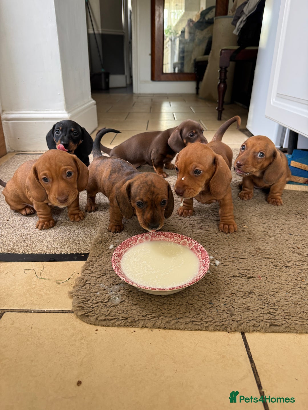 Miniature Dachshund dogs for sale: Miniature Dachshund Puppies  - Image 6