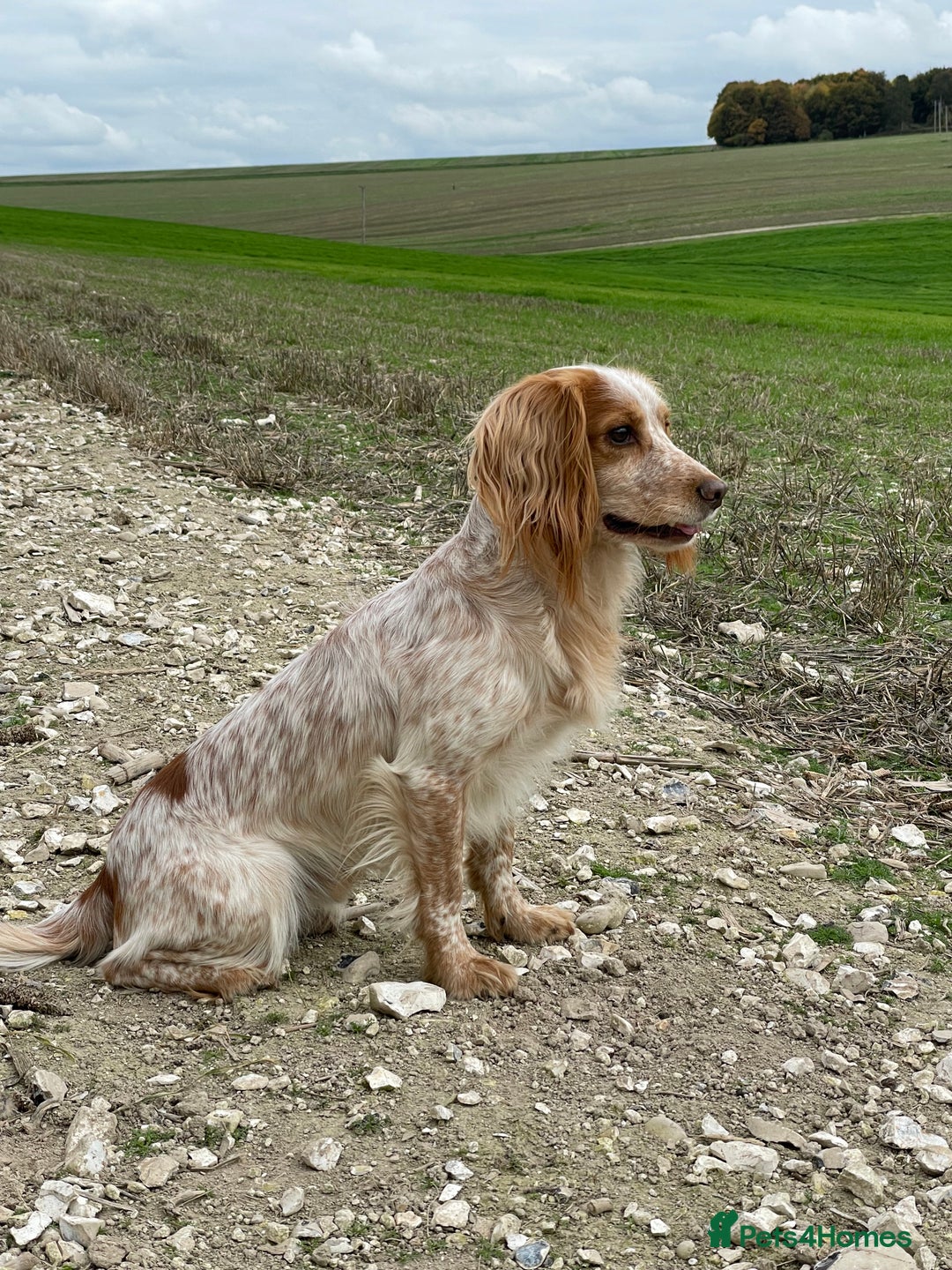 Cocker Spaniel dogs for stud: Working Cocker Stud  - Advert 3