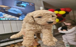 Standard Poodle dogs for sale: Stunning 5* Standard chunky poodle puppies 🐶  - Image 27