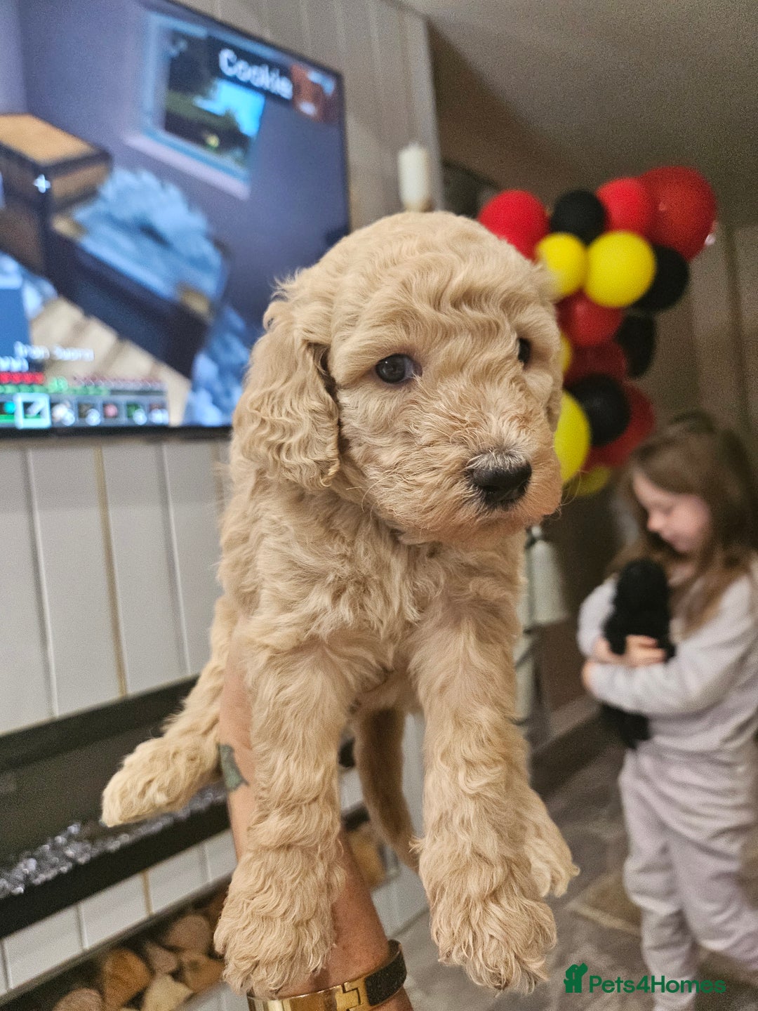 Standard Poodle dogs for sale: Stunning 5* Standard chunky poodle puppies 🐶  - Image 27
