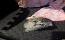 Scottish Fold cats for sale: 🐾 Beautiful Scottish Fold Kittens (3 Reserved) 🐾 - Image 21