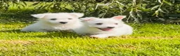 West Highland Terrier dogs for sale: Adorable west highland terrier puppies  - Advert 8