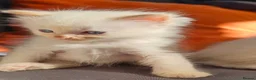 Ragdoll cats for sale: ragdoll kittens for  sale  - Advert 9