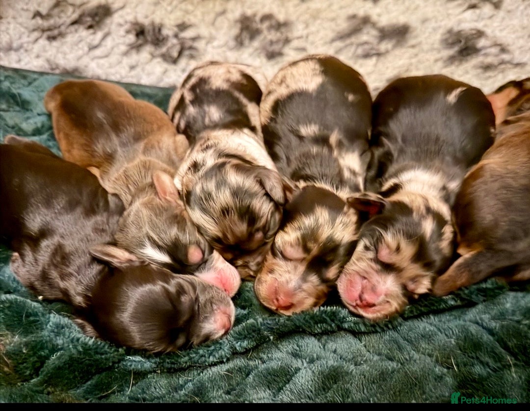 Cockapoo dogs for sale: F1 Cockapoo Puppies - Advert 7