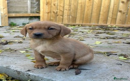 Labrador Retriever dogs for sale: KC registered red Labrador pups bitches only  - Image 2
