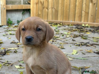 Labrador Retriever dogs - Advert 4