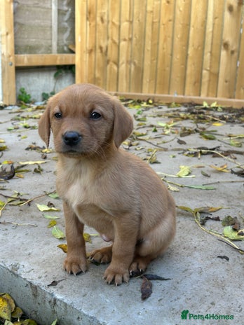 Labrador Retriever dogs - Advert 12