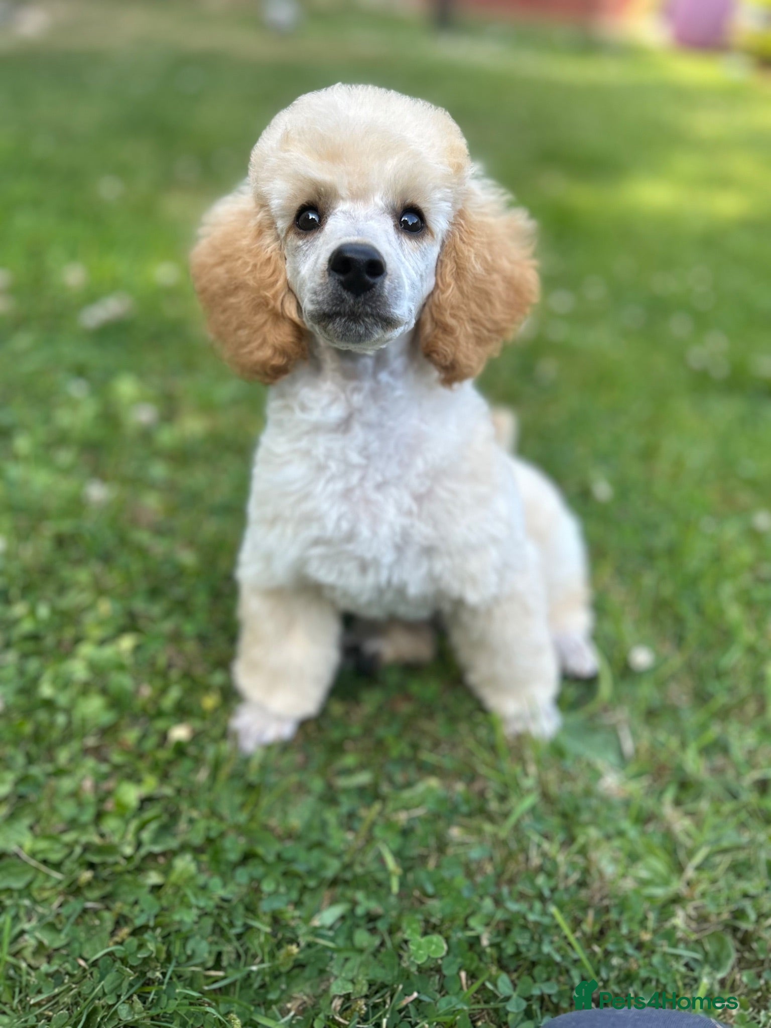 Miniature Poodle dogs KC registered miniature poodles  - Advert 1