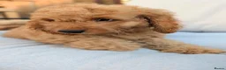 Cockapoo dogs for sale: Cockapoo Puppies last 1 left, ready now  - Advert 3