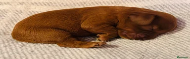 Cavapoo 10 - Rosie red Dotty