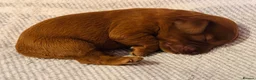 Cavapoo dogs for sale: Cavapoo Puppies - Deposits ready to be taken. - Advert 2