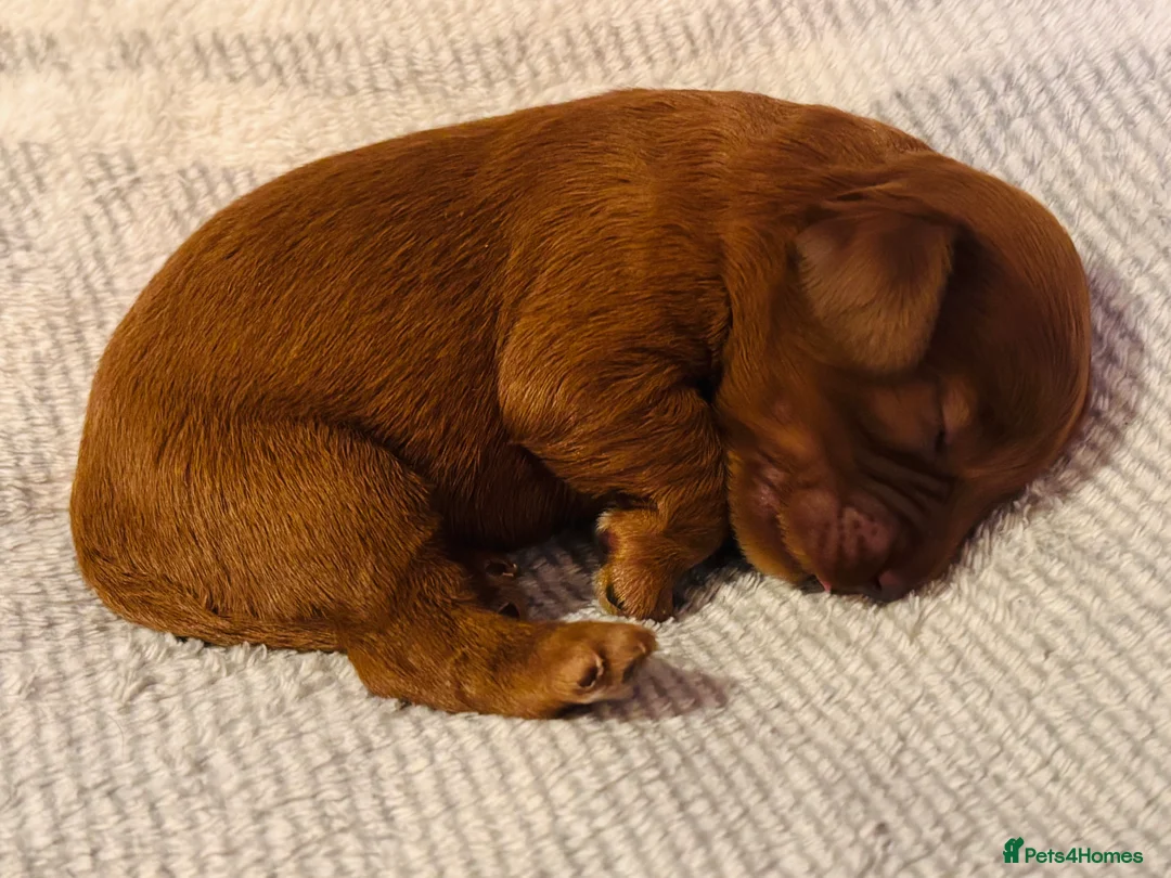 Cavapoo dogs for sale: Cavapoo Puppies - Deposits ready to be taken. - Advert 2