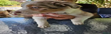 Border Collie 3