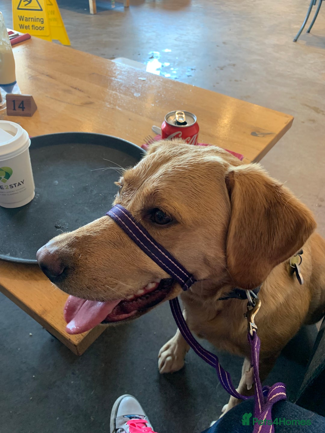 Labrador Retriever dogs for sale: Pedigree female Red Fox Labrador Retriever for  - Advert 8