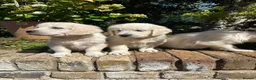 Golden Retriever dogs for sale: English cream golden retriever puppies in Rainham - Advert 11