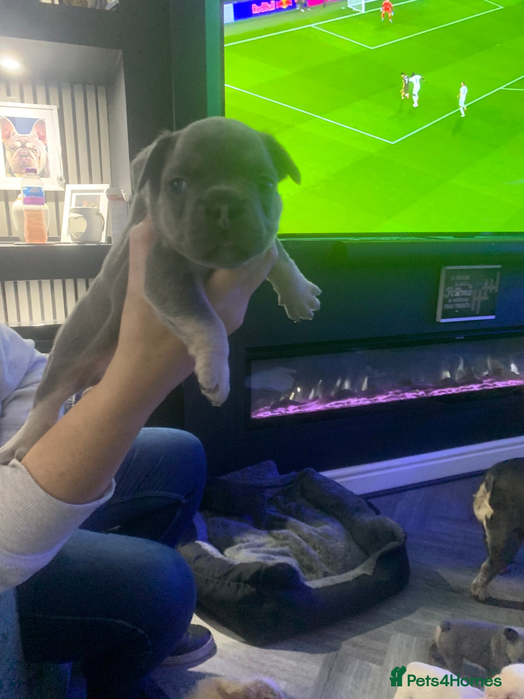 French Bulldog dogs for sale:  French Bulldog beautiful litter of boys and girls - Image 2