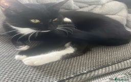 British Longhair cats for sale: 4 8 month old kittens/cats - Image 1
