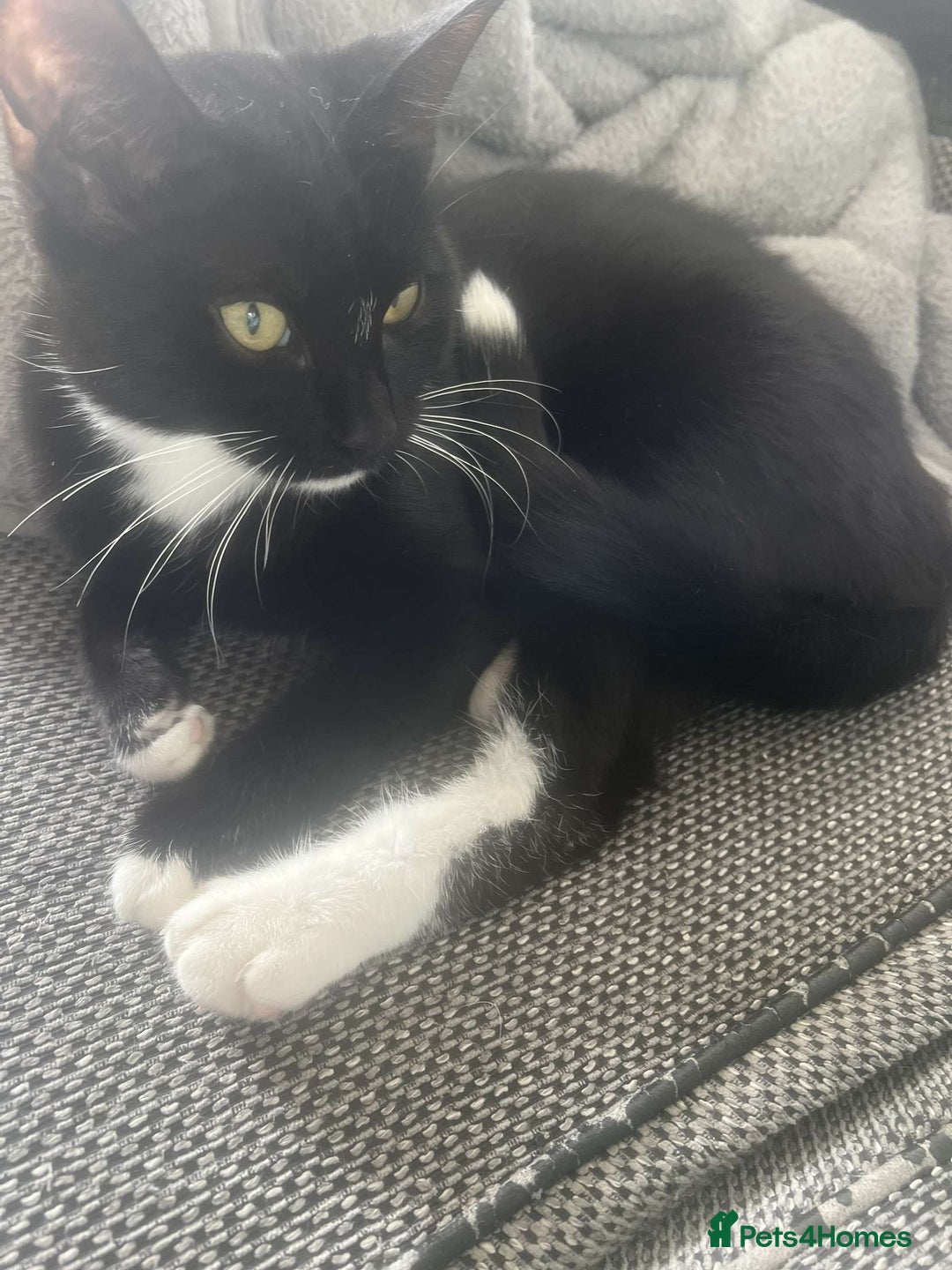 British Longhair cats for sale: 4 8 month old kittens/cats - Image 1