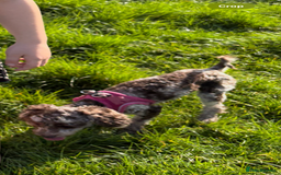 Maltipoo dogs for sale: Beautiful Merle maltipoo girl  - Image 1