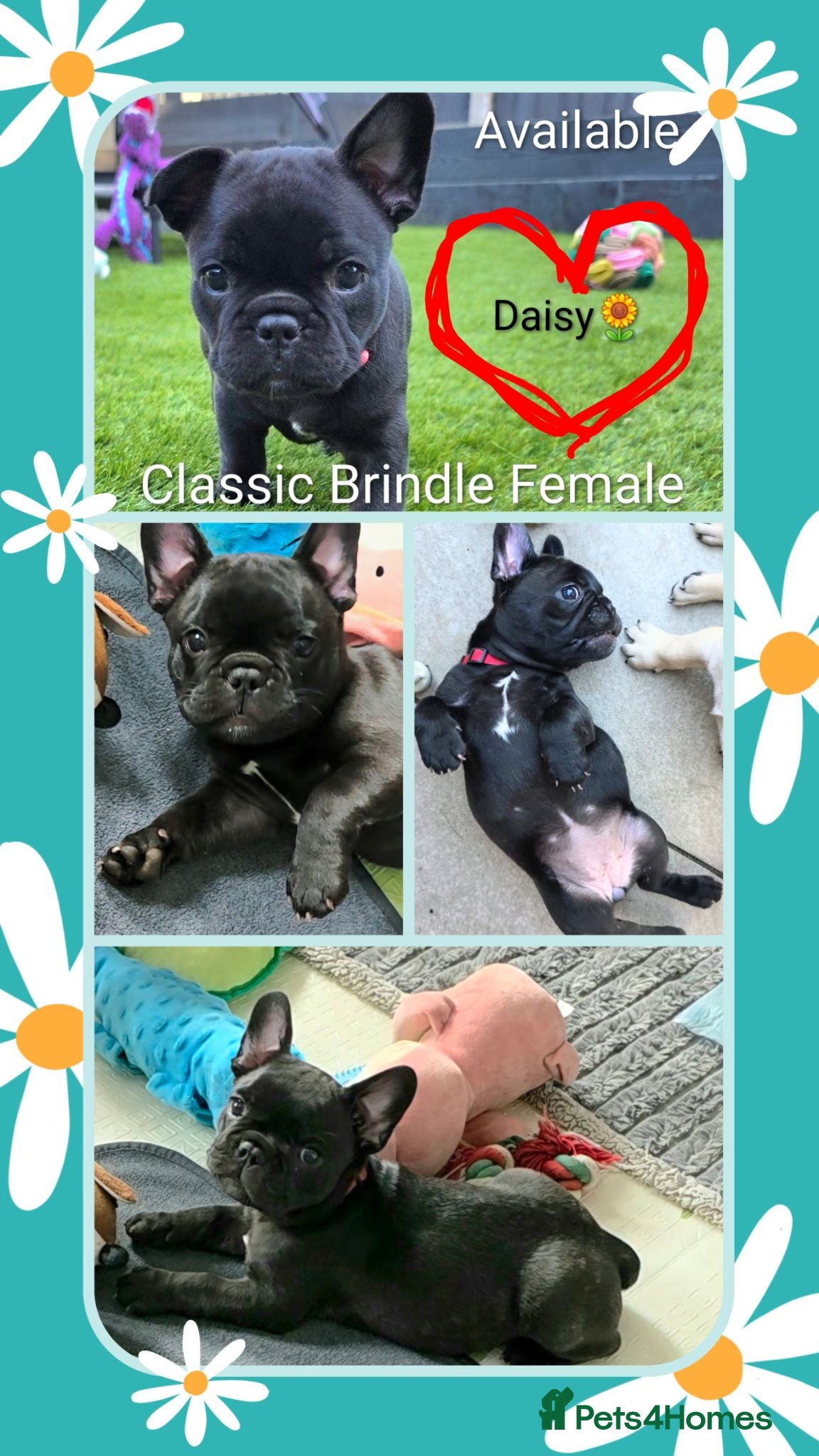 French Bulldog dogs Exceptional Quality Puppies❤️Raised With Love&Care - Advert 4