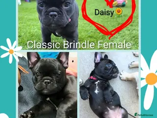 French Bulldog dogs Exceptional Quality Puppies❤️Raised With Love&Care - Advert 4