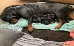 Rottweiler dogs for sale: Rottweiler  - Advert 6