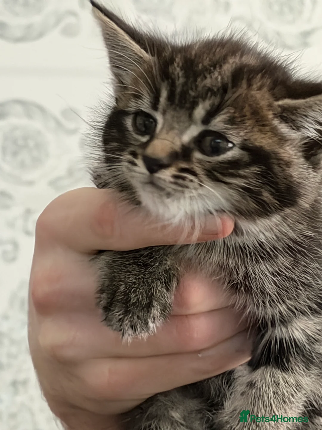 Siberian cats for sale: Siberian x kittens  - Advert 8