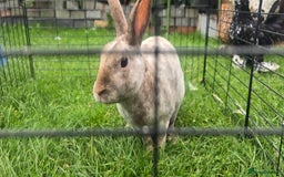 Rex rabbits for sale: 1 mini rex buck rabbits 12 months old - Image 1