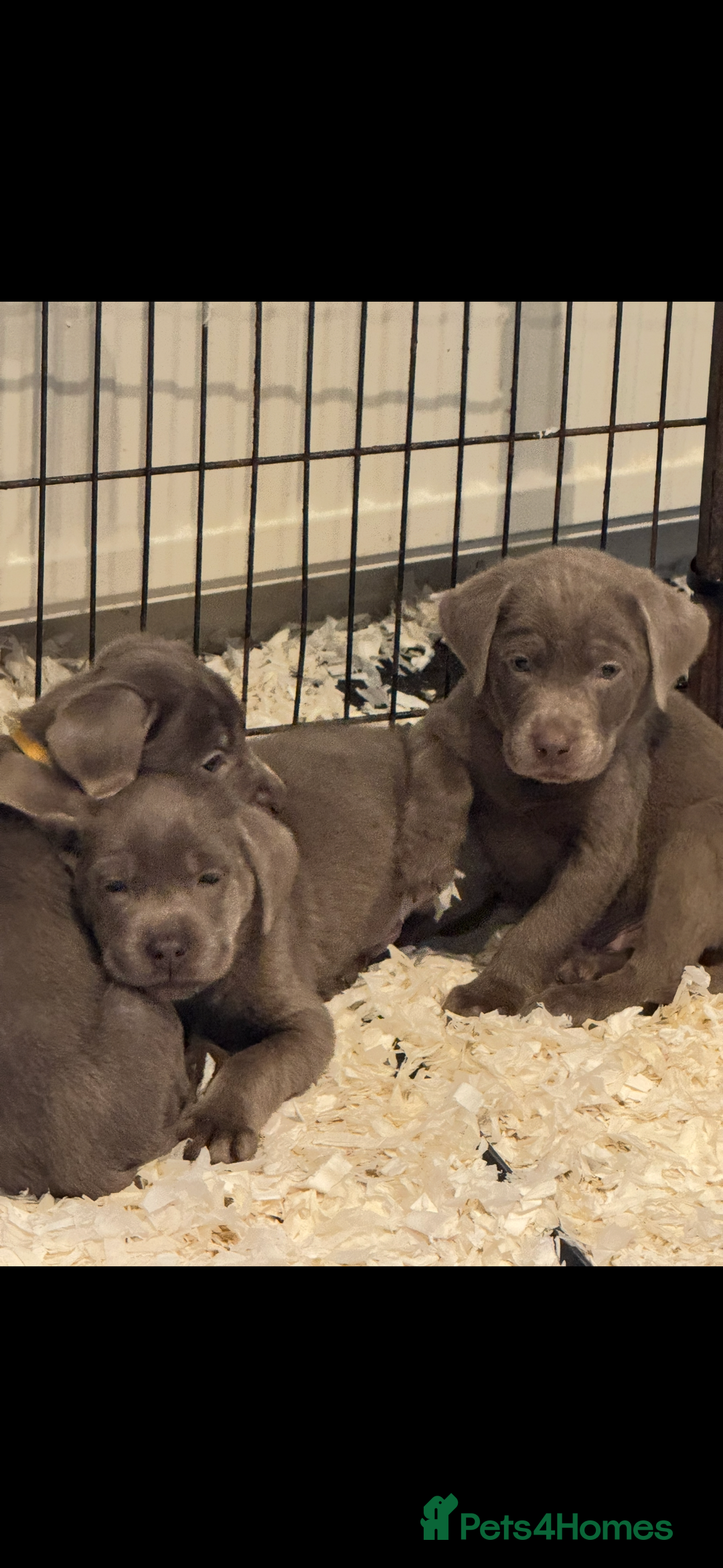 Labrador Retriever dogs for sale: STUNNING SILVER LABRADOR PUPS - Advert 7