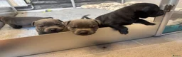 Staffordshire Bull Terrier dogs for sale: KC staffy pups  in Bridgend - Advert 7