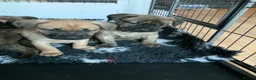 Presa Canario dogs for sale: Presser canario puppies - Advert 15