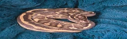 Python Snake reptiles for sale: Various Royal Pythons - Advert 14
