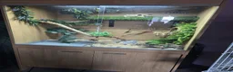 Corn Snake reptiles for sale: Corn Snake + Full Setup - Advert 11