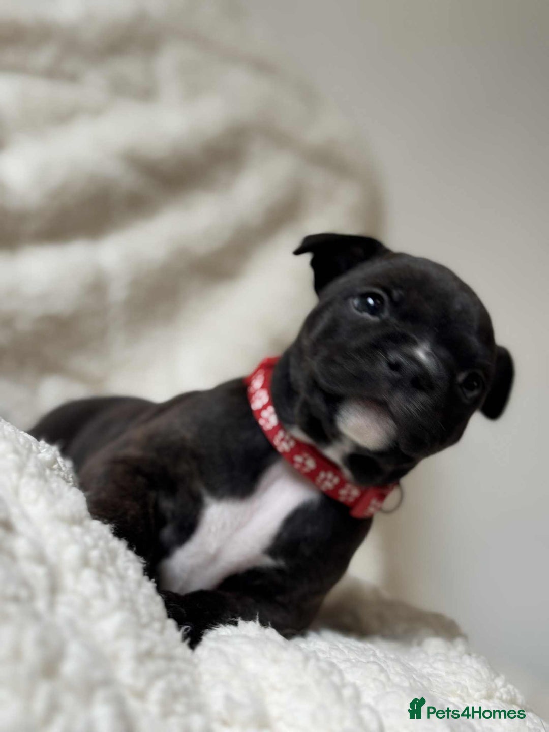 Staffordshire Bull Terrier dogs for sale: Kc registered Staffordshire bull terriers - Advert 7