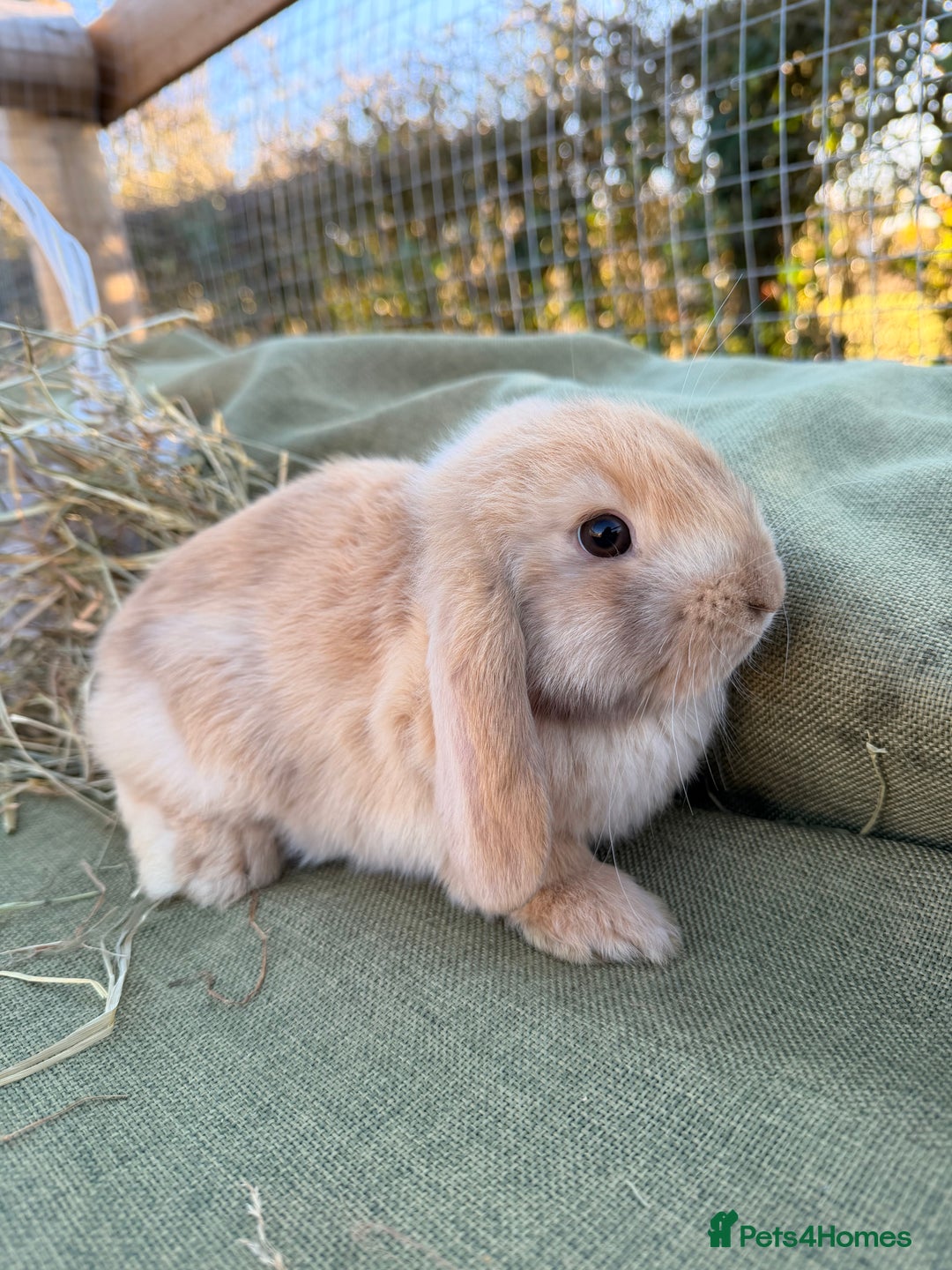 Mini Lop rabbits for sale: Mini Lop bunnies  - Advert 3
