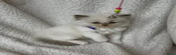 Ragdoll cats for sale: Gorgeous Ragdoll kittens - Advert 10
