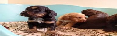 Cockapoo 2