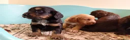 Cockapoo dogs for sale: P,r,a tested clear cockapoo F1 - Advert 10