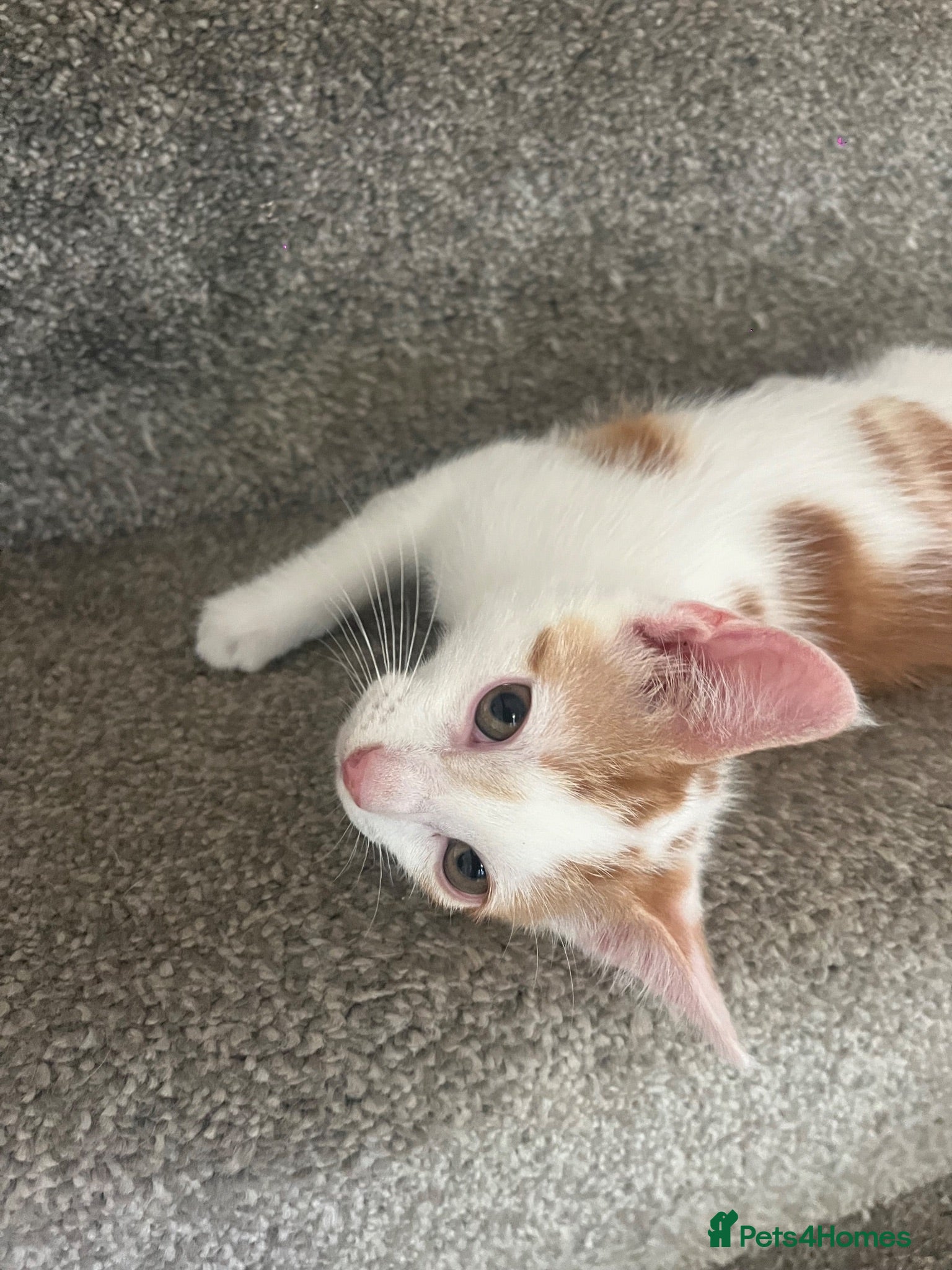 Mixed Breed cats 1 boy left  - Advert 11