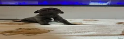Staffordshire Bull Terrier dogs for sale: BEAUTIFUL BLUE STAFFY PUPPIES  - Advert 16
