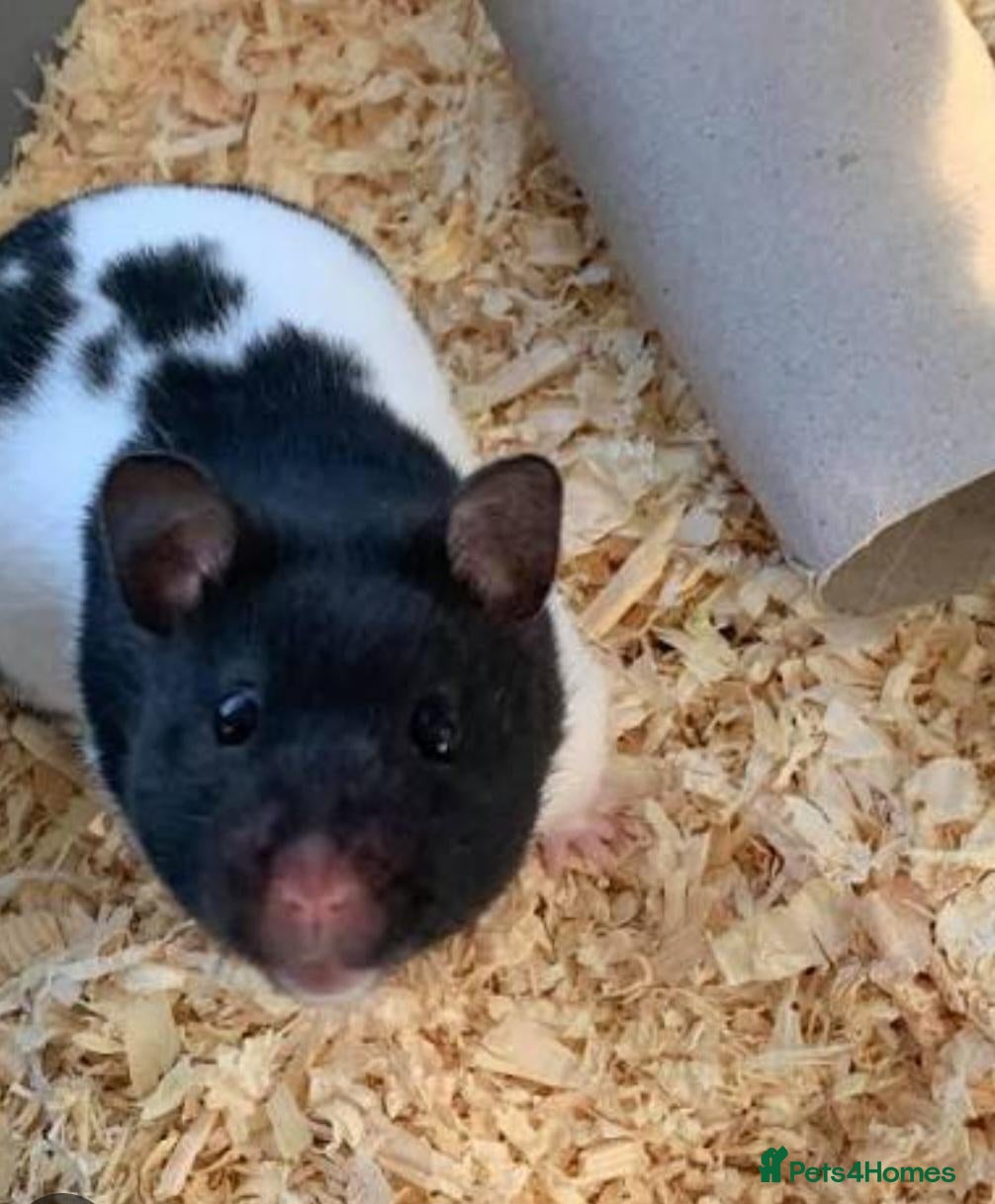 Hamster rodents Syrian Hamster for Free - Advert 6