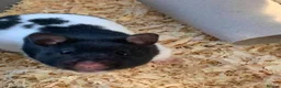 Hamster rodents for sale: Syrian Hamster for Free - Advert 1