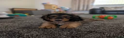 Cockapoo dogs for sale: Ready f1 Show/Toy boy for his forever home - Advert 6
