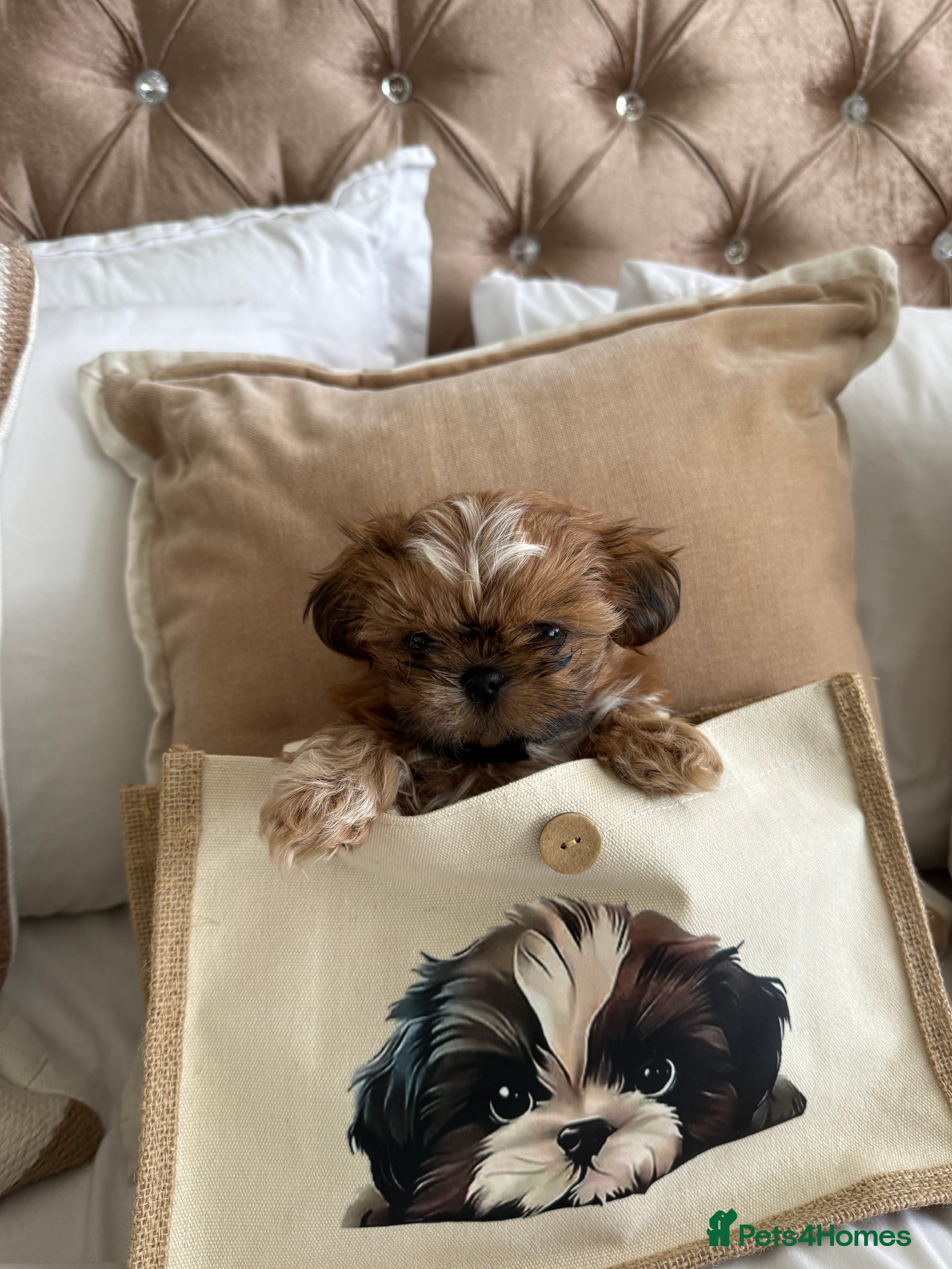 Shih Tzu dogs Tiny imperial shih tzu - Advert 2