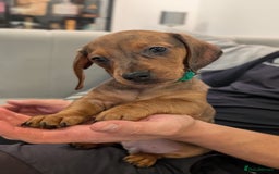 Miniature Dachshund dogs for sale: 2x miniature dachshunds - Image 7