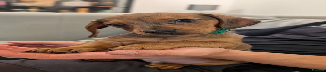 Miniature Dachshund Puppy 1